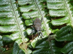 Cactophagus validirostris