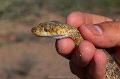 Trimorphodon lambda