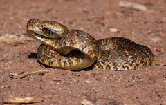 Trimorphodon lambda
