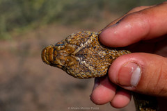 Trimorphodon lambda