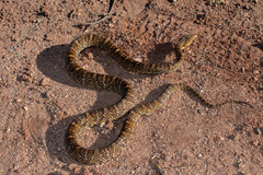 Trimorphodon lambda