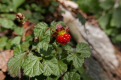 Rubus nepalensis