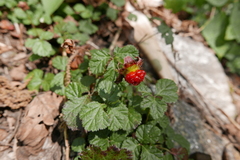 Rubus nepalensis