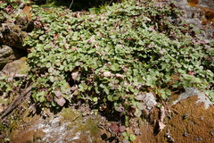Rubus nepalensis