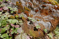 Rubus nepalensis