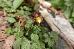 Rubus nepalensis