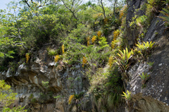 Tillandsia samaipatensis
