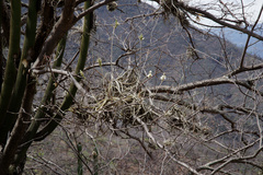 Tillandsia streptocarpa
