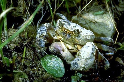 Italian freshwater crab