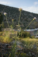 Pterocephalus plumosus