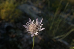 Pterocephalus plumosus