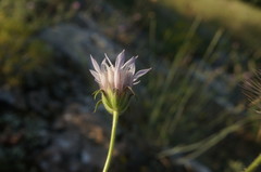 Pterocephalus plumosus