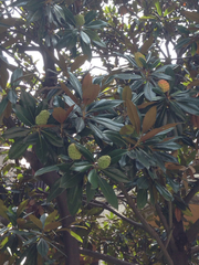 Magnolia grandiflora