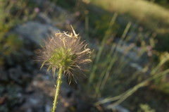 Pterocephalus plumosus
