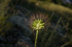 Pterocephalus plumosus