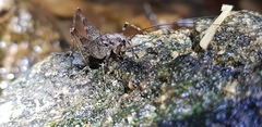 Tachycines asynamorus