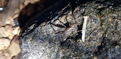 Tachycines asynamorus