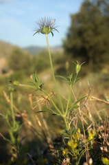 Pterocephalus plumosus