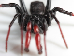 Actinopus cordobensis