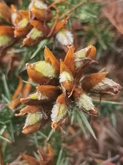 Ulex europaeus