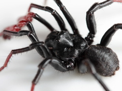 Actinopus cordobensis