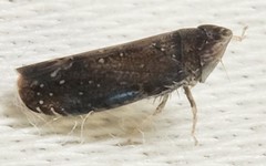 Scaphytopius frontalis