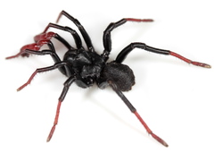 Actinopus cordobensis