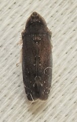 Scaphytopius frontalis