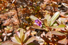 Rhododendron lepidotum
