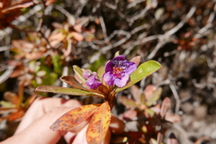 Rhododendron lepidotum