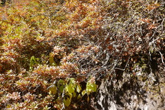 Rhododendron lepidotum