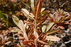 Rhododendron lepidotum