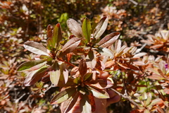 Rhododendron lepidotum