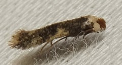 Zimmermannia mesoloba