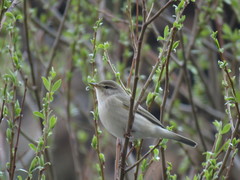 Phylloscopus trochilus yakutensis