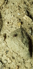 Himalphalangium spinulatum
