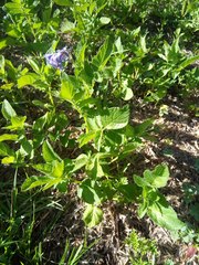 Solanum brevicaule