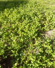 Solanum brevicaule