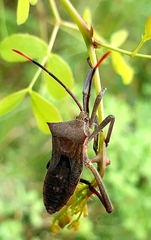 Anoplocnemis curvipes
