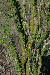 Fouquieria splendens