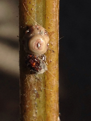 Ceroplastes cirripediformis