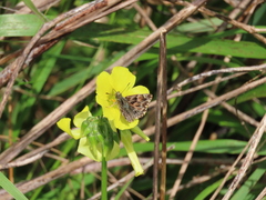 Carcharodus tripolina