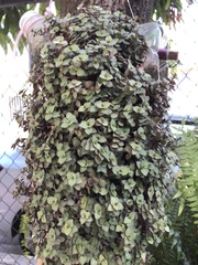 Callisia repens