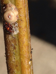 Ceroplastes cirripediformis