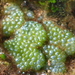 網球藻屬 - Photo 由 Alison Young 所上傳的 (c) Alison Young，保留部份權利CC BY-NC