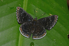 Exoplisia cadmeis