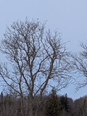Lanius borealis