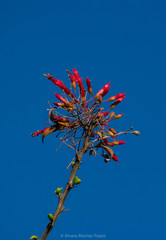 Fouquieria splendens