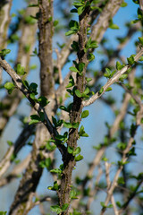 Fouquieria splendens