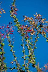 Fouquieria splendens